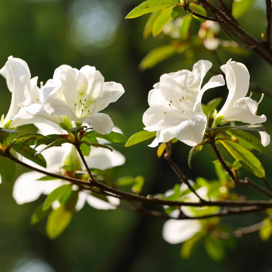 Formosa Azalea (White) Shrub