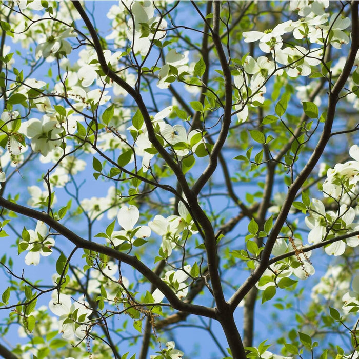 White Dogwood Tree