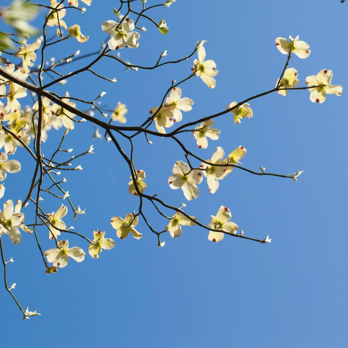 White Dogwood Tree