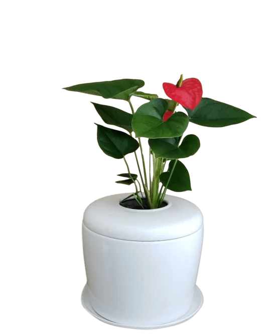 Living Urn Planter + Flamingo Flower (Red)