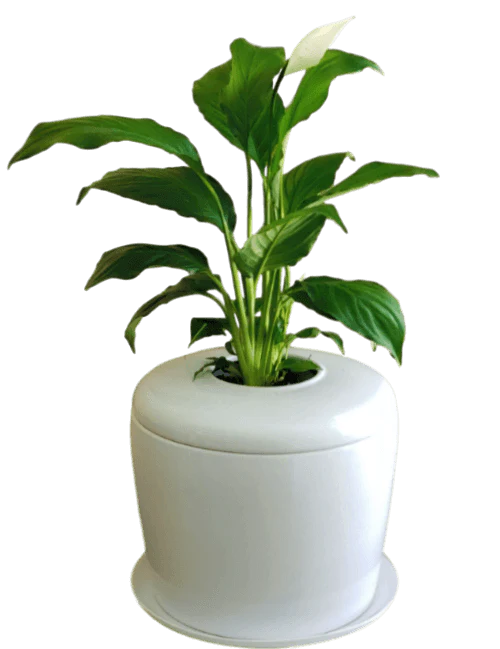 Living Urn Planter + Peace Lily